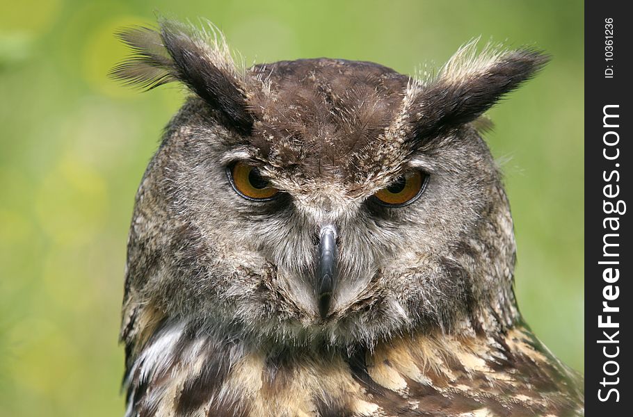 Adult Eurasian Eagle Owl watching. Adult Eurasian Eagle Owl watching