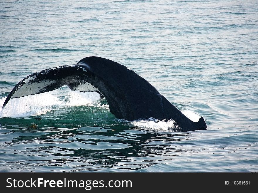 A humpback whale dives, showing its fluke. A humpback whale dives, showing its fluke