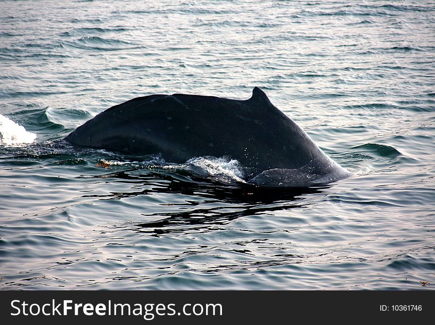 Humpback whale