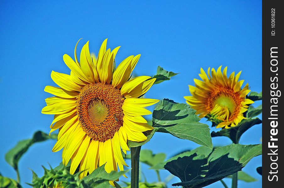 View on blooming yeellow sunflowers