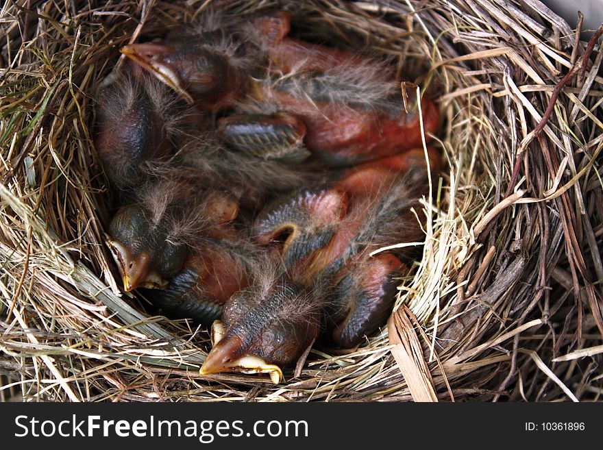 North American Robin nest with chicks. North American Robin nest with chicks