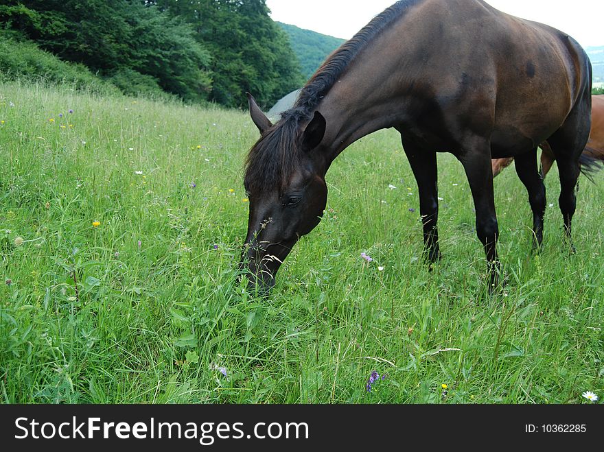 Horses pasture in mountain green field