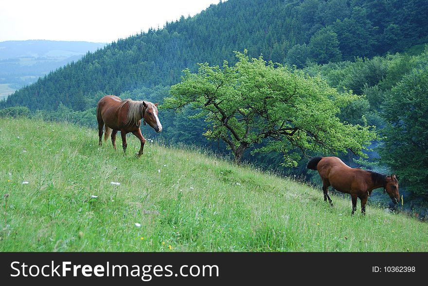 Two horses pasture in the mountains