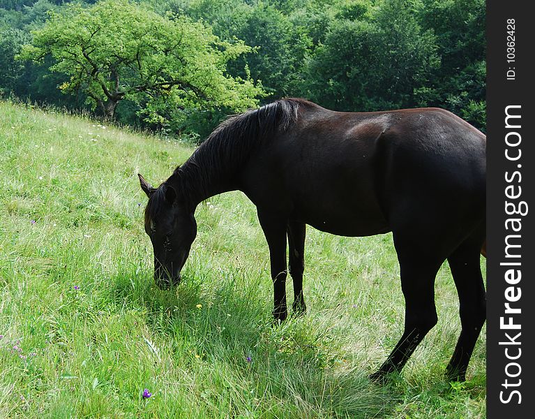 Horses pastures in the meadow on the hill. Horses pastures in the meadow on the hill