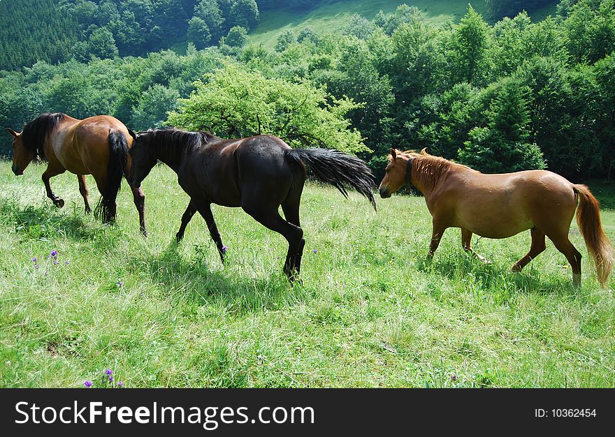 Horses pasture in mountain green field