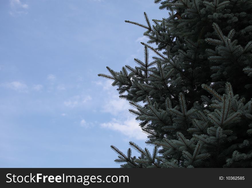 Fur-tree Ordinary Against The Sky