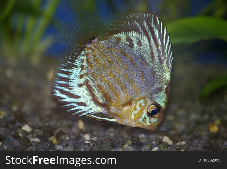 Aquarium fish by the closeup