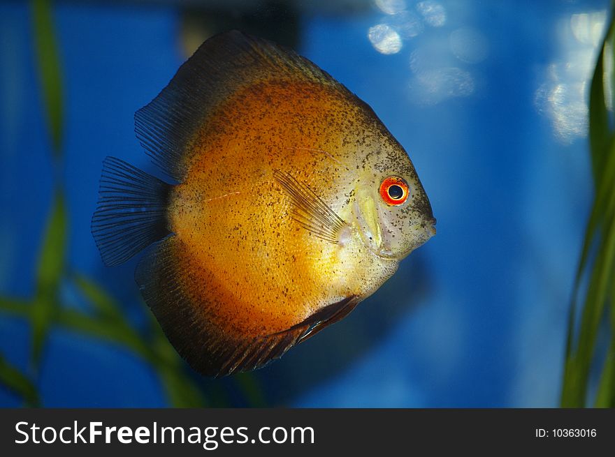 Aquarium yellow fish