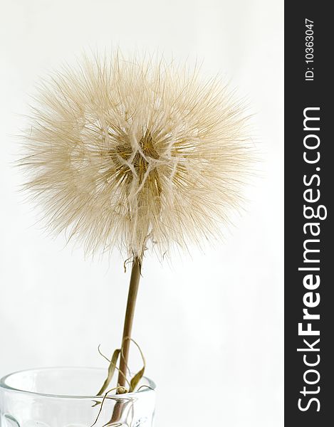 Interesting dandelion against the white background