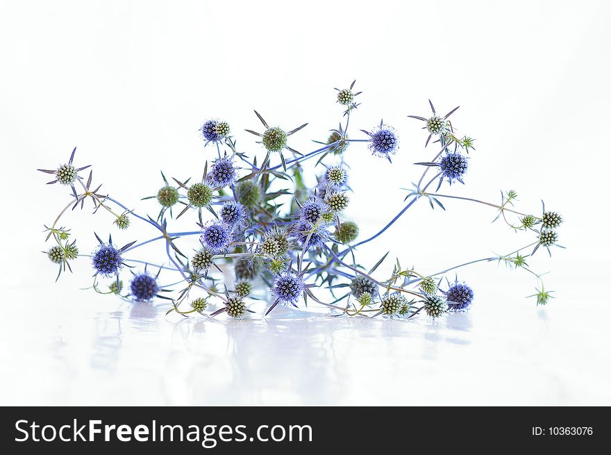 Blue exotic flowers against the white background. Blue exotic flowers against the white background