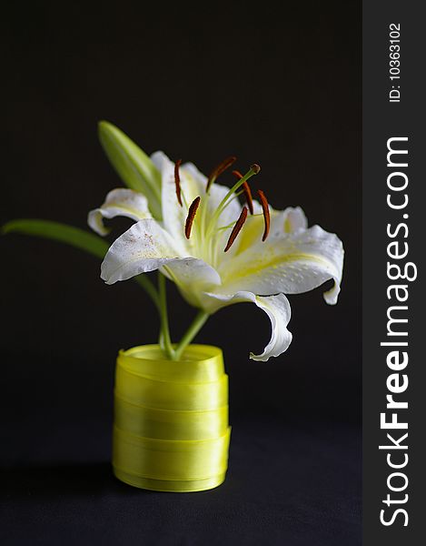 White lily against the black background