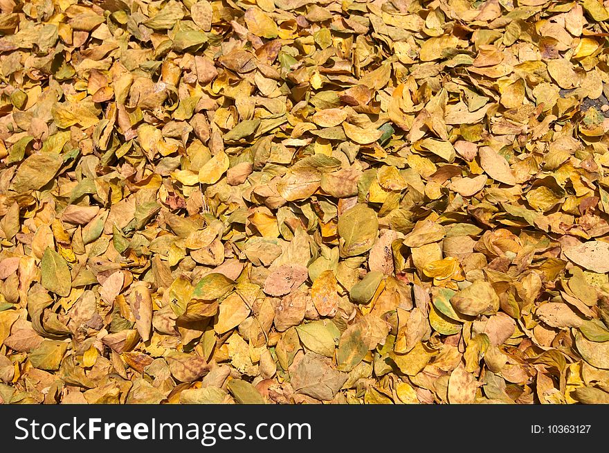 Yellow leaves in the fall background. Yellow leaves in the fall background