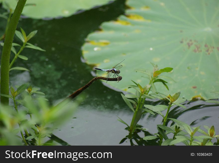 In the pond in summer, a dragonfly stands quietly on a lotus handle