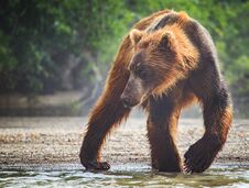 Brown Bear Catches Lunch In Lake Kuril Royalty Free Stock Photo