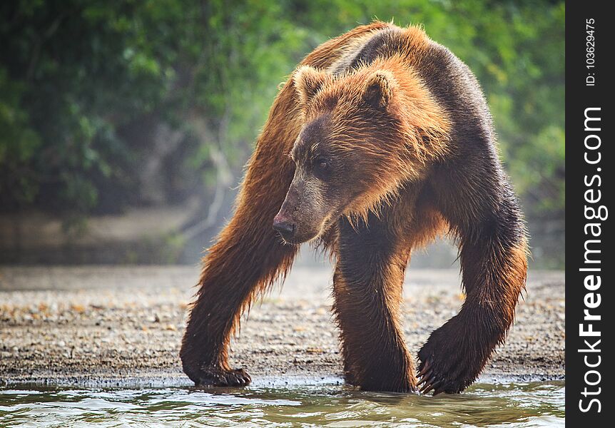 Brown bear catches lunch in Lake Kuril