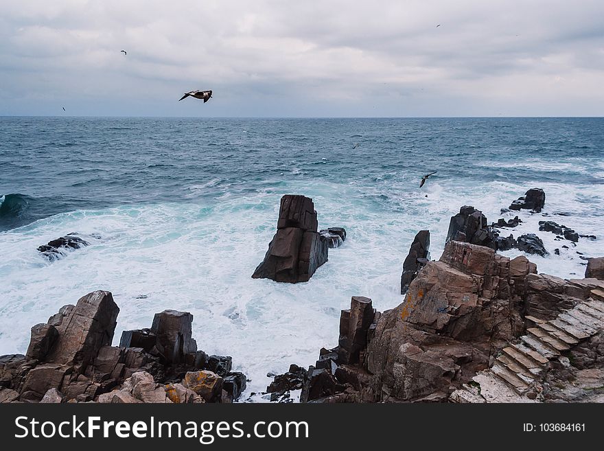 Avian, Beach, Birds, Clouds