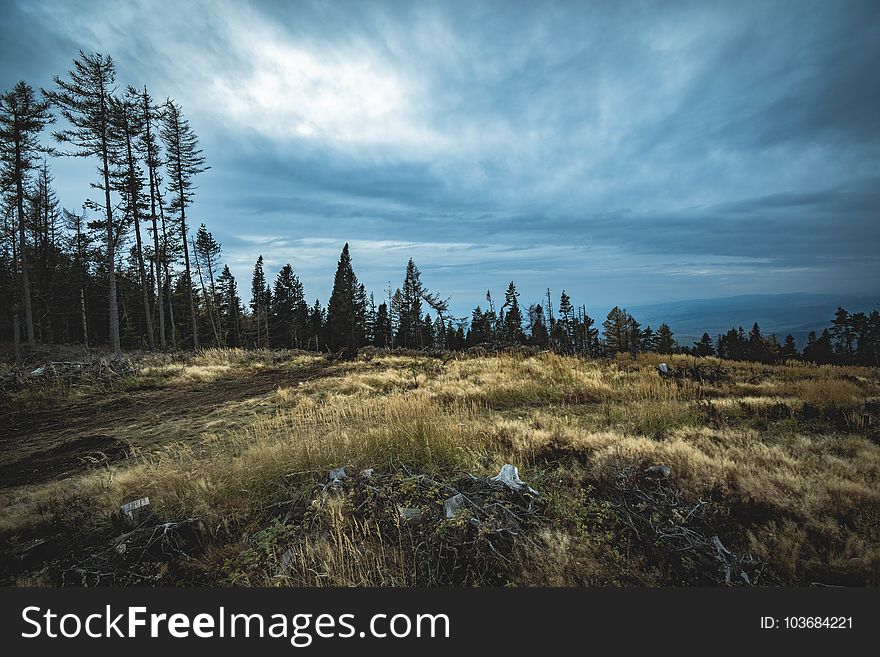 Cloudy, Conifer, Daylight, Environment