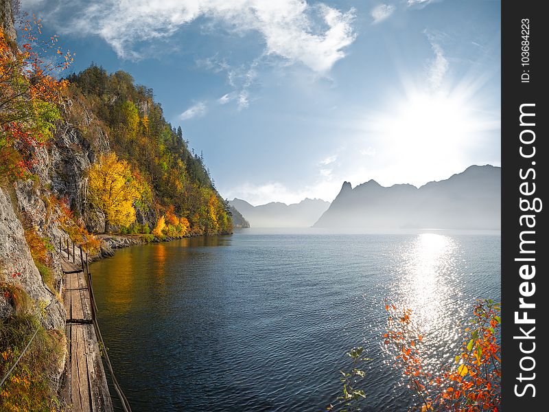 Green and Yellow Tree Near Body of Water