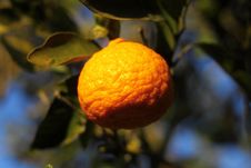 Orange Mandarin On The Tree. Ripe Tangerine. Stock Photos Orange Mandarin On The Tree. Ripe Tangerine. Stock Photos