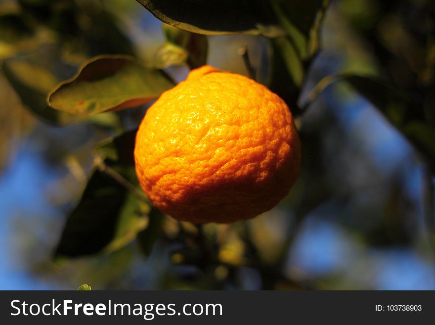 Orange mandarin on the tree. Ripe tangerine.