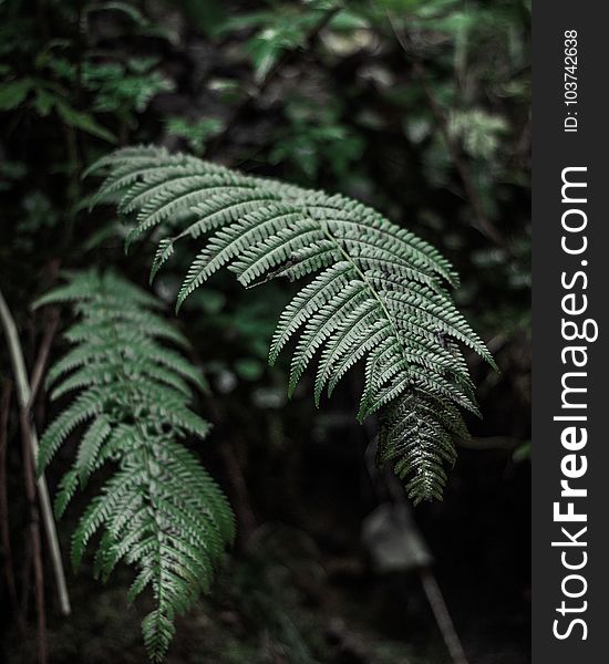 Green Fern Plant