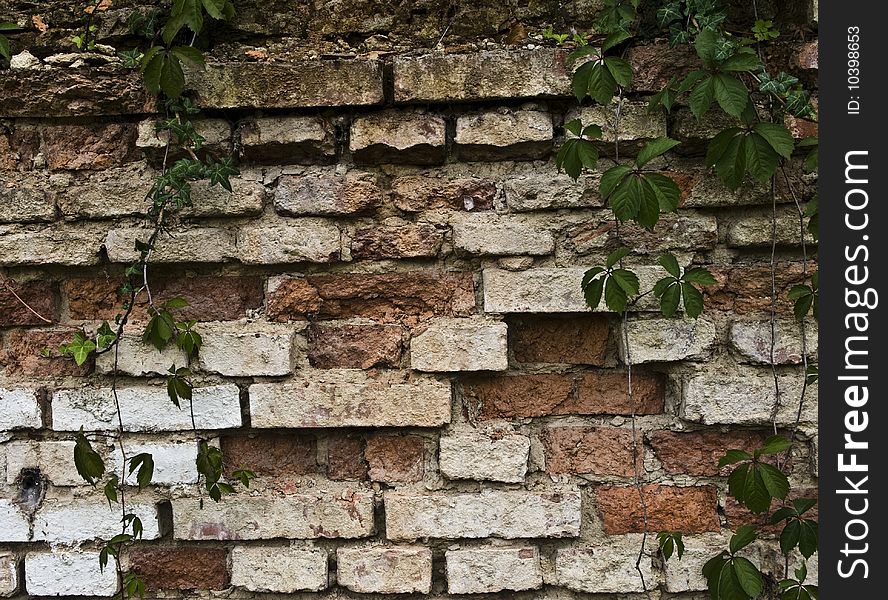 Brick wall with nature green leaf