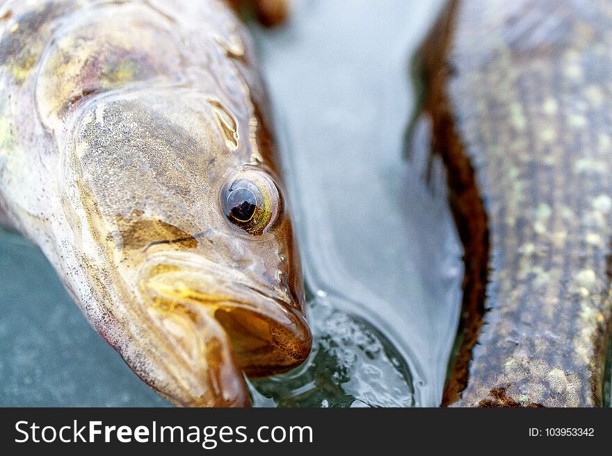 Fish lying with open mouth on the ice, near the tail of the other fish