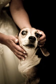 Free Dog Stock Photography - 1040232