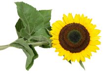 Sunflower Stock Images Sunflower Stock Images