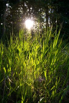 Backlit Grasses Royalty Free Stock Photos