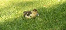 Baby Duck 2 Stock Images