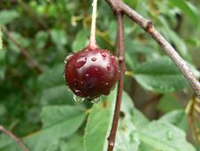 Cherry Royalty Free Stock Photo Cherry Royalty Free Stock Photo