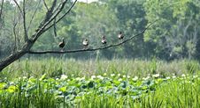 Four Duck Standing On Tree Branch Stock Photo Four Duck Standing On Tree Branch Stock Photo