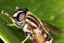 Bee Royalty Free Stock Photo Bee Royalty Free Stock Photo