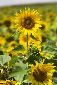 Sunflower Field Royalty Free Stock Photos
