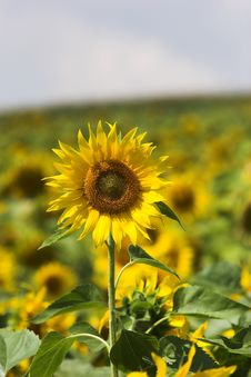 Sunflower Field Royalty Free Stock Photos