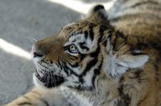 Siberian Tiger Stock Photography Siberian Tiger Stock Photography