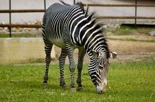 Zebra Stock Image