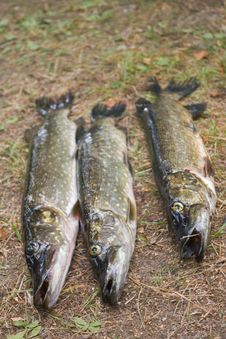 Three Pikes On The Grass Royalty Free Stock Image Three Pikes On The Grass Royalty Free Stock Image