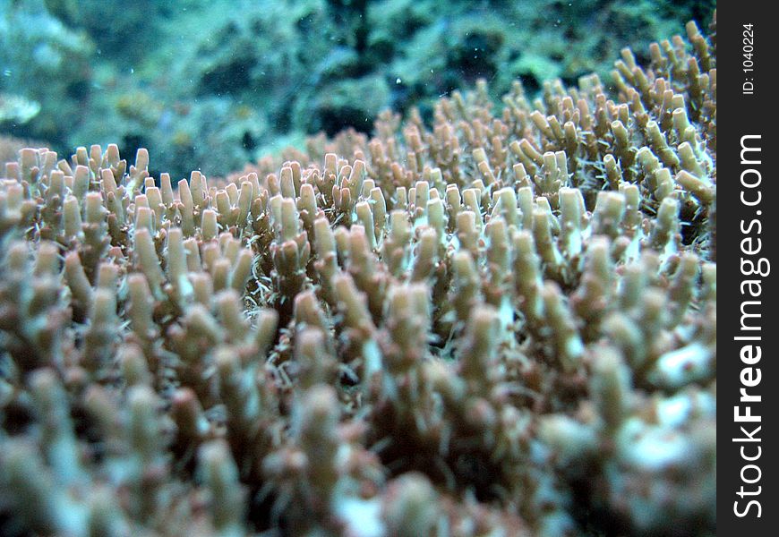 Hard spiky corals of the sea. Hard spiky corals of the sea
