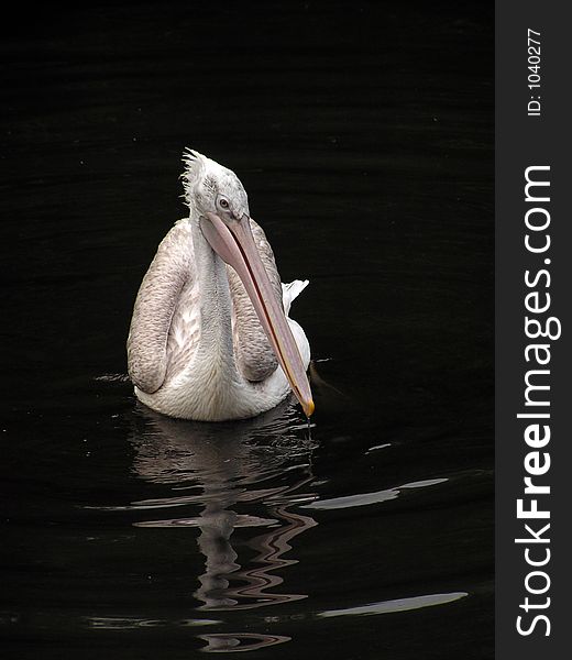 A natatorial bird. A natatorial bird.