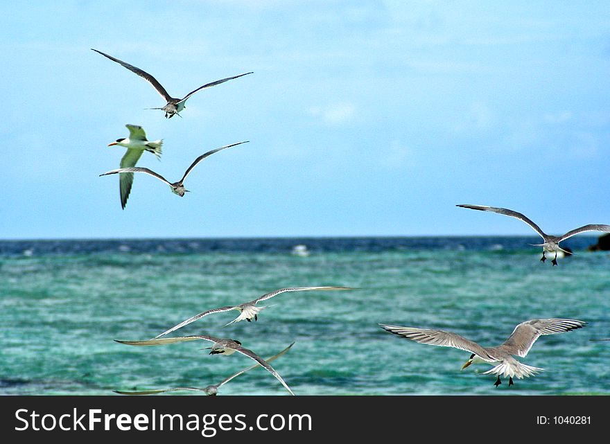 Flying high while looking for fishes in the sea. Flying high while looking for fishes in the sea