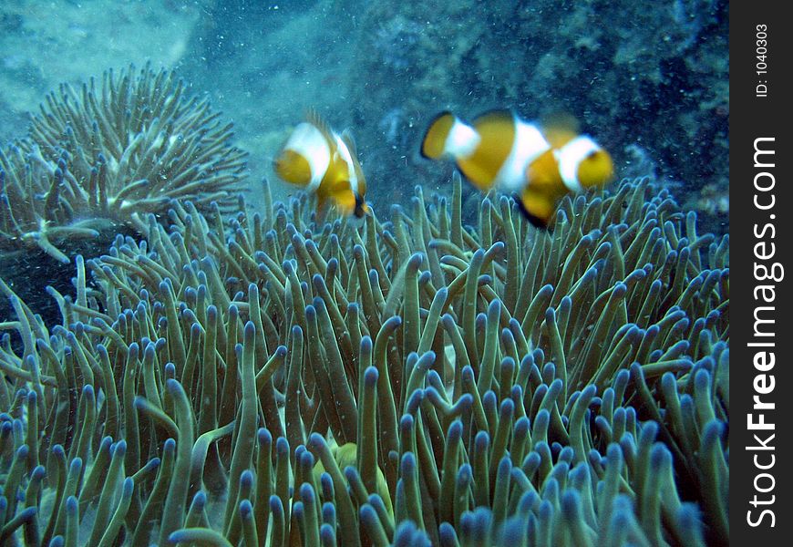 A pair of clownfish
