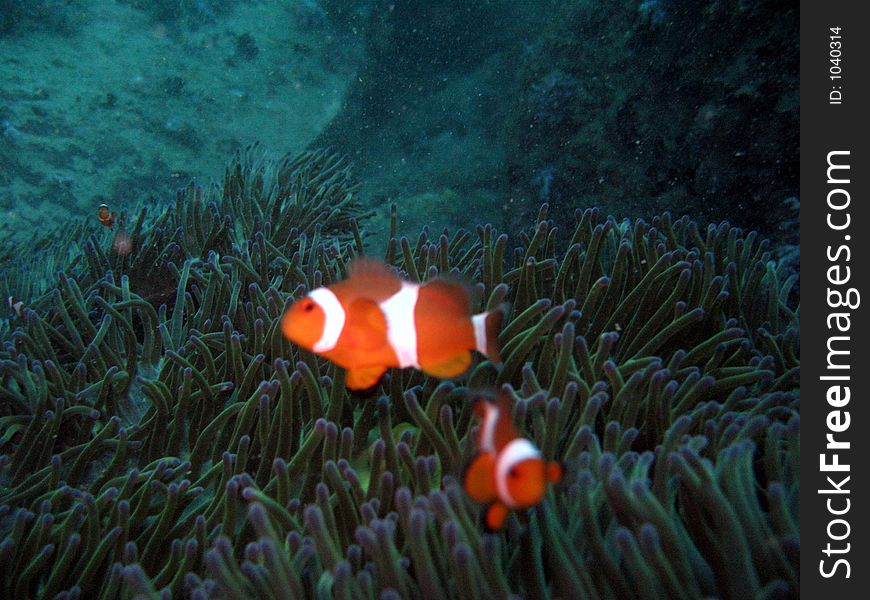 A Pair Of Clownfish In The Dark
