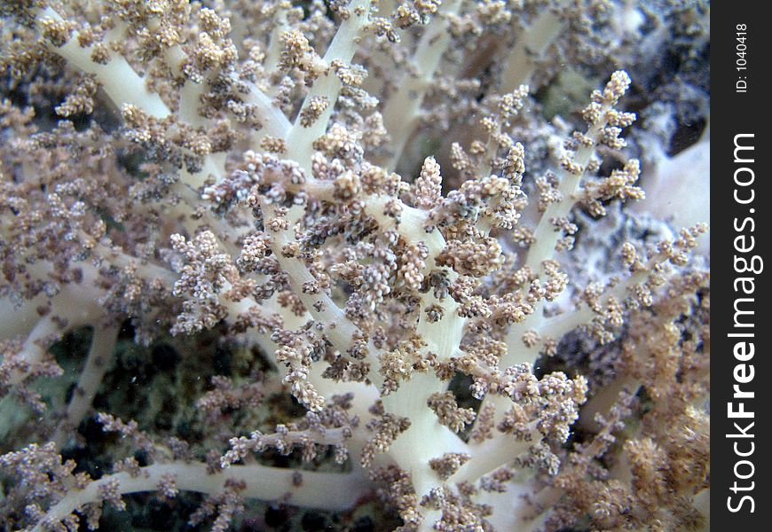 White and purple soft corals