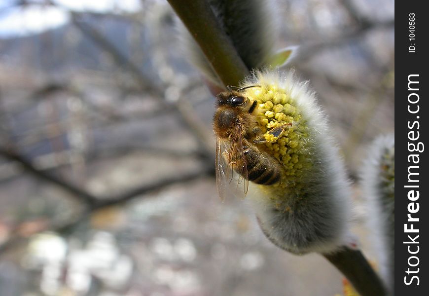 Honeybee collecting pollen