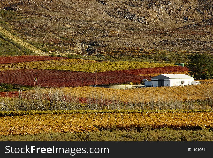 The vineyards at De Doorns, Hex River Valley, South Africa, during fall. The vineyards at De Doorns, Hex River Valley, South Africa, during fall.