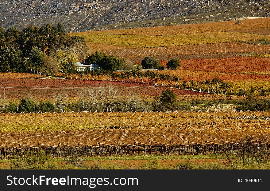 The vineyards at De Doorns, Hex River Valley, South Africa, during fall. The vineyards at De Doorns, Hex River Valley, South Africa, during fall.