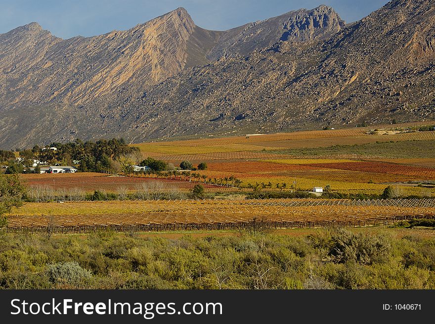 The vineyards at De Doorns, Hex River Valley, South Africa, during fall. The vineyards at De Doorns, Hex River Valley, South Africa, during fall.