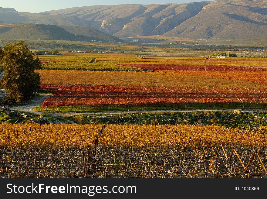 The vineyards at De Doorns, Hex River Valley, South Africa, during fall. The vineyards at De Doorns, Hex River Valley, South Africa, during fall.